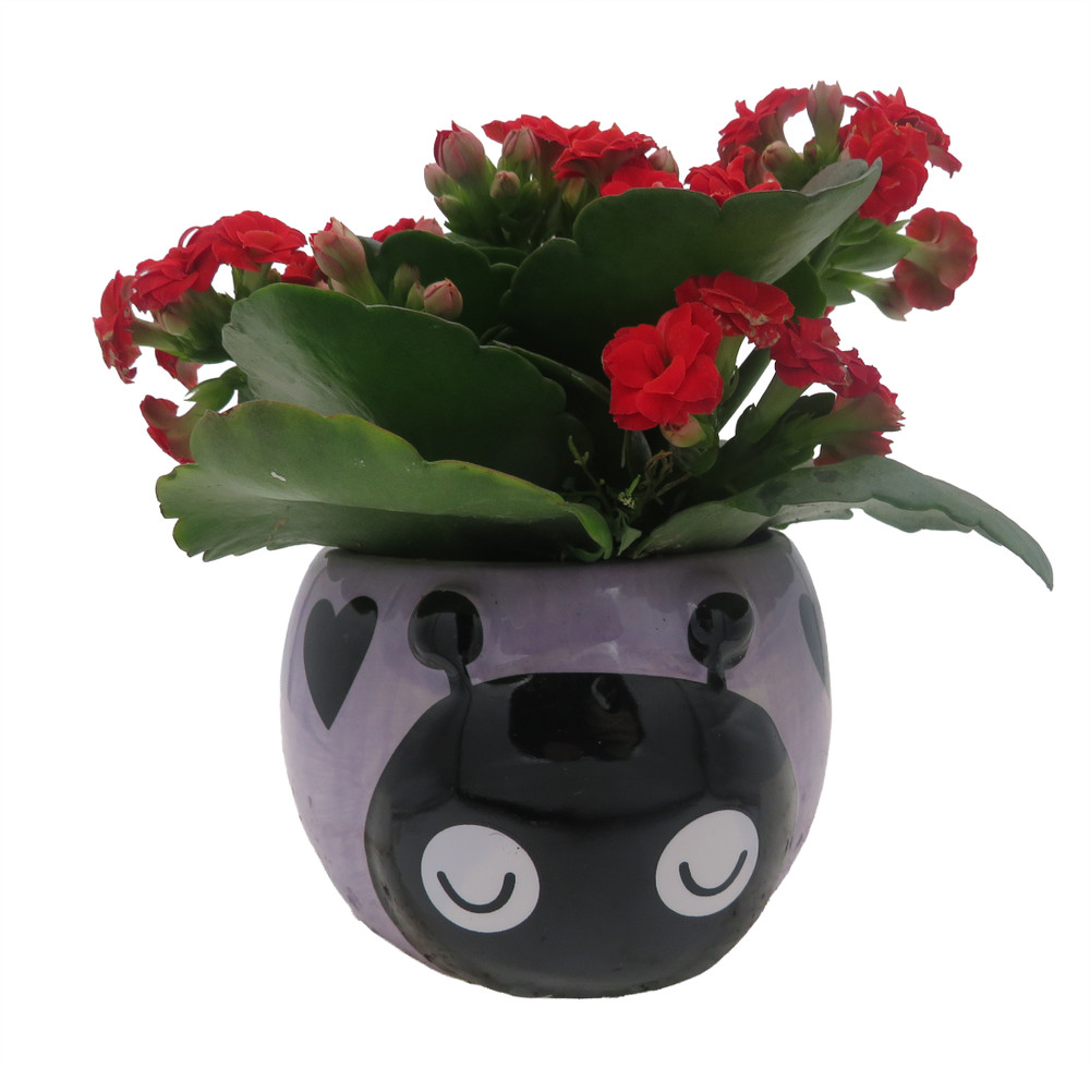 Purple Love Bug Ceramic Planter with Surprise Calandiva Plant - 2.5" Pot