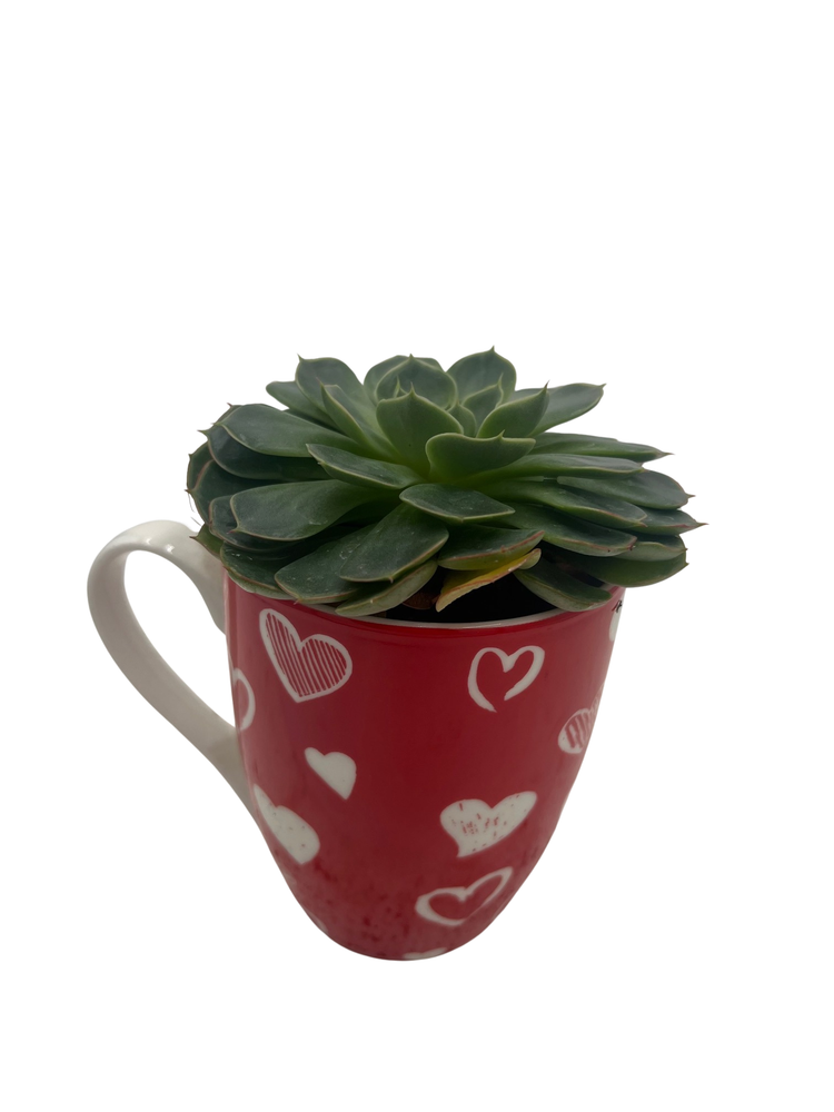 Surprise Valentine's Mug with 2" Surprise Succulent -  4" x 3.5"