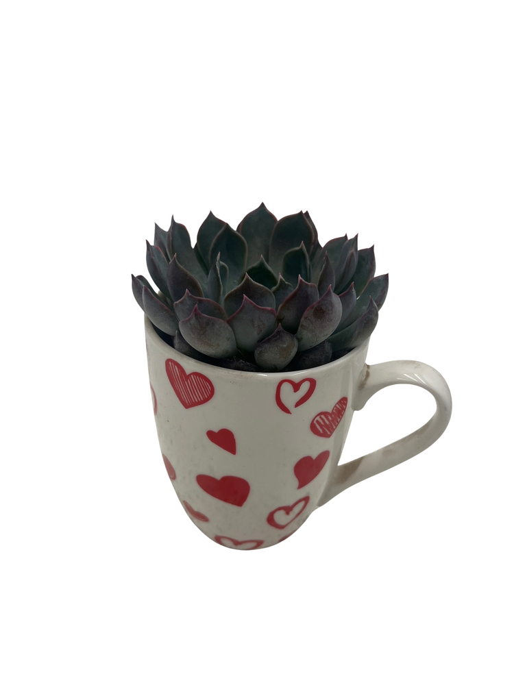 Surprise Valentine's Mug with 2" Surprise Succulent -  4" x 3.5"