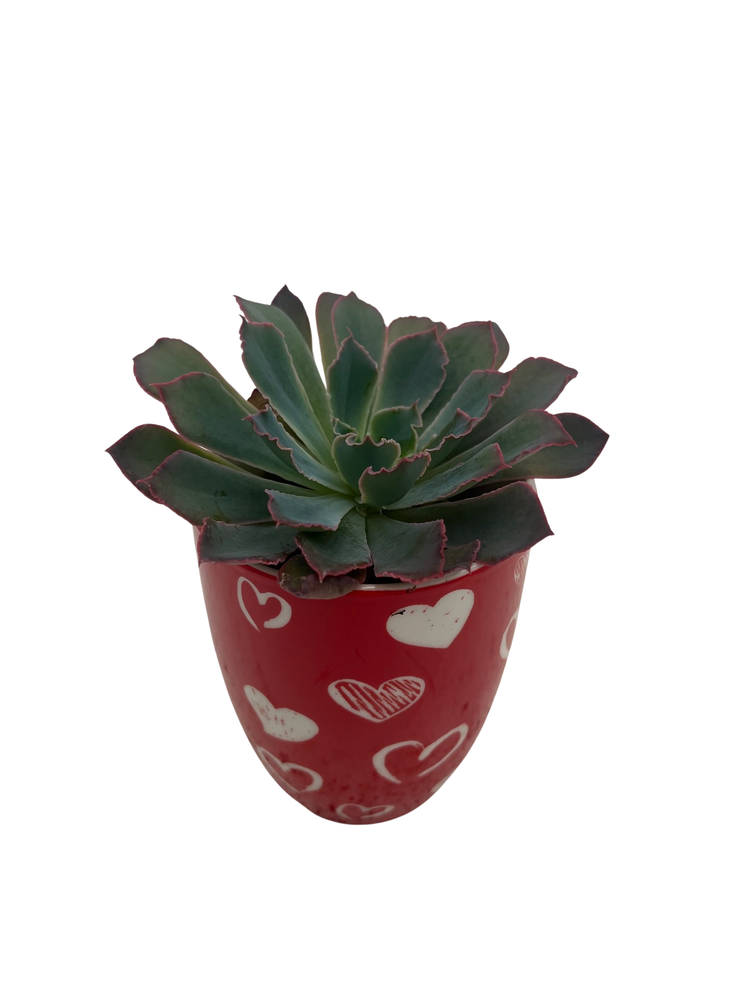 Surprise Valentine's Mug with 2" Surprise Succulent -  4" x 3.5"