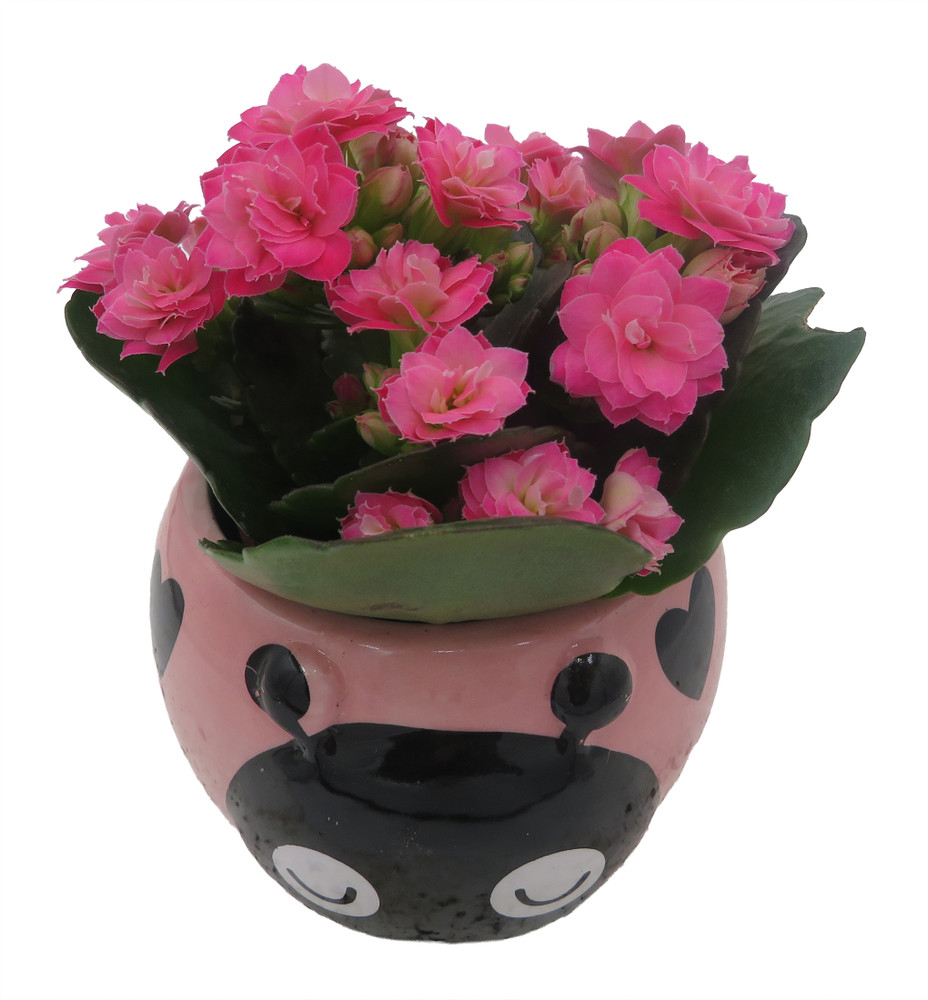 Pink Love Bug Ceramic Planter with Surprise Calandiva Plant - 2.5" Pot