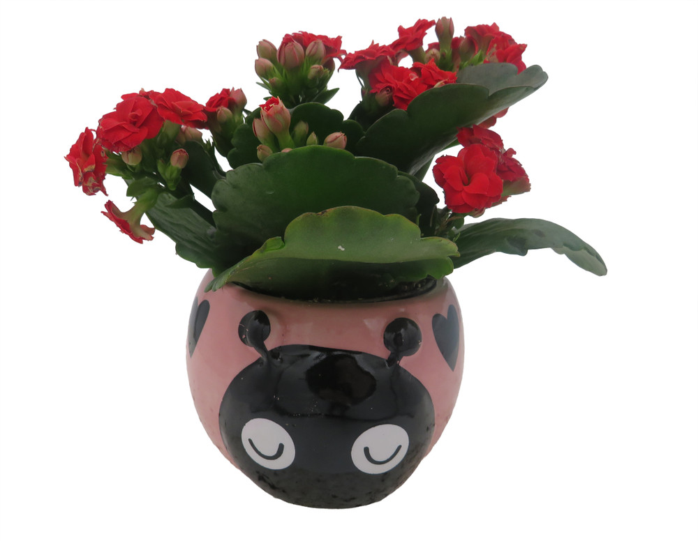 Pink Love Bug Ceramic Planter with Surprise Calandiva Plant - 2.5" Pot