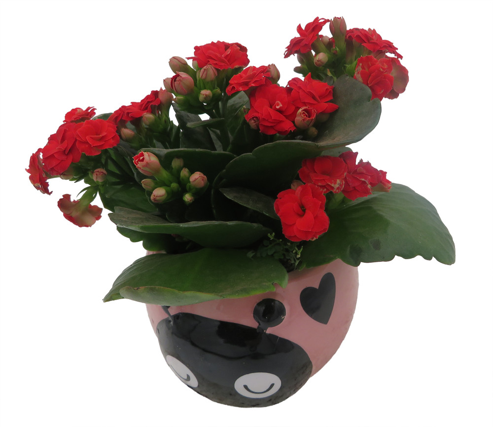 Pink Love Bug Ceramic Planter with Surprise Calandiva Plant - 2.5" Pot