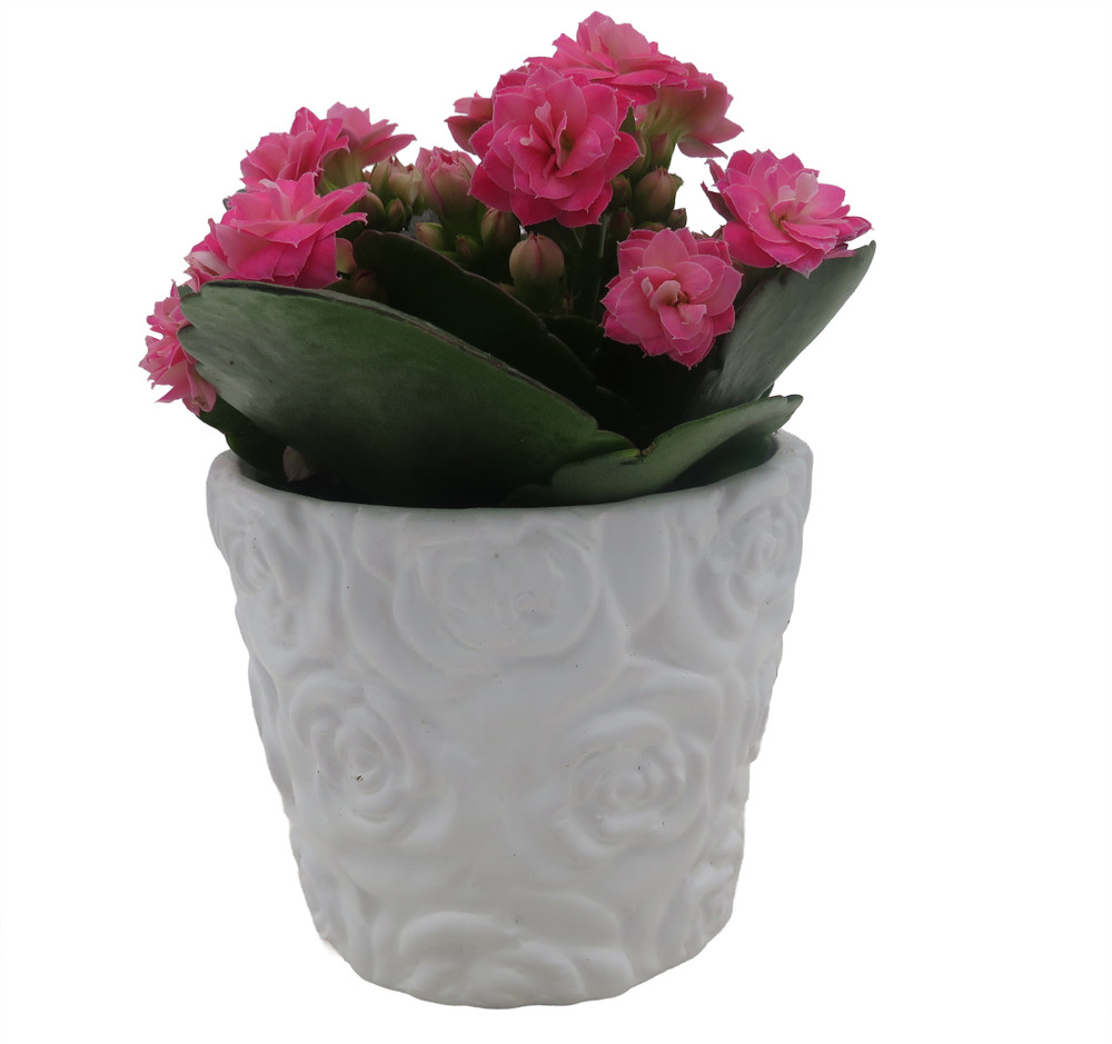 White Rose Planter with Surprise Calandiva Plant - 2.5" Ceramic Pot