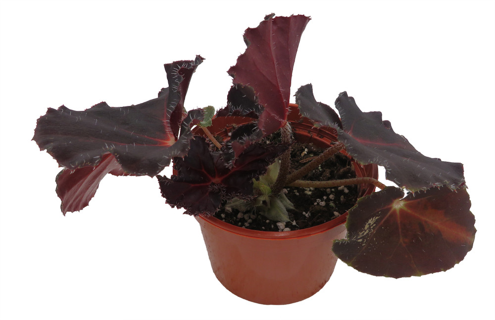 Cherry Sparkle Begonia Plant - 4" Pot - Rhizomatous Hybrid - Houseplant