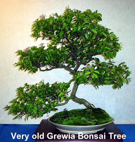 Lavender Star Plant - Grewia - 4" Pot - Excellent Blooming House Plant or Bonsai