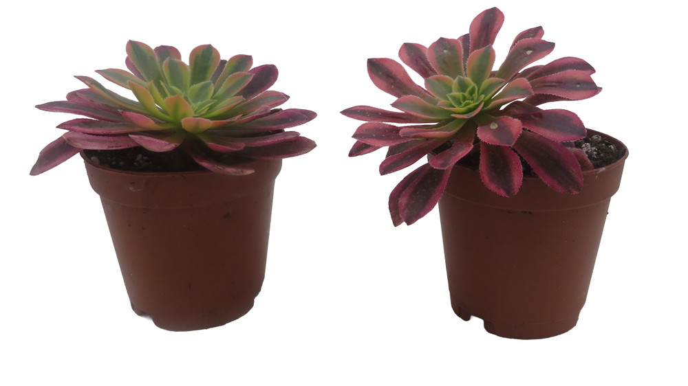 Wheels of Fascina - Aeonium - Succulent Plants - 2" Pot