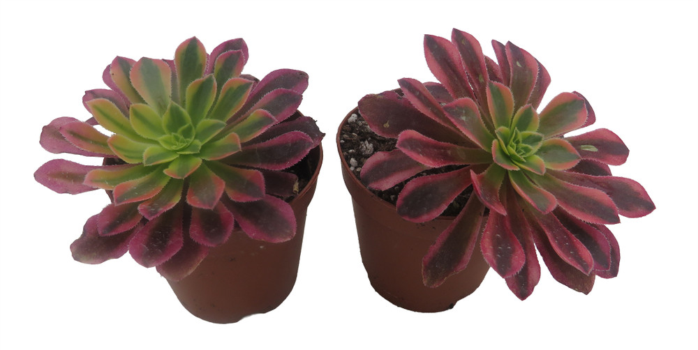 Wheels of Fascina - Aeonium - Succulent Plants - 2" Pot