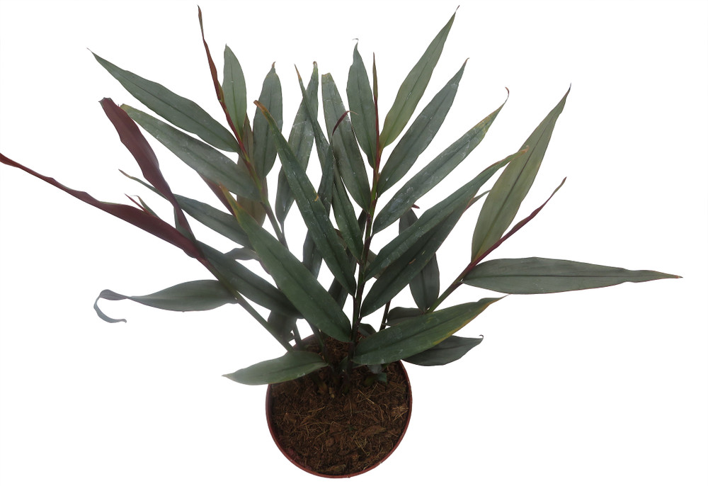 Red Bamboo Ginger Plant - Alpinia luteocarpa - Fragrant - 4" Pot