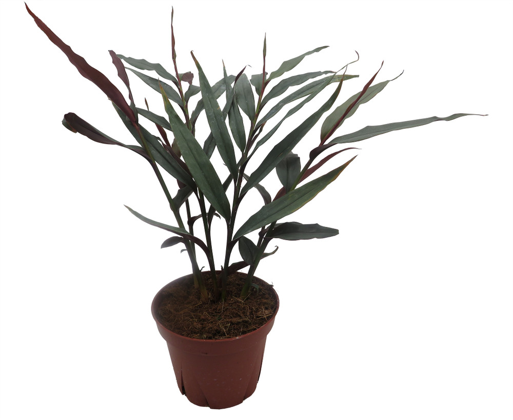 Red Bamboo Ginger Plant - Alpinia luteocarpa - Fragrant - 4" Pot