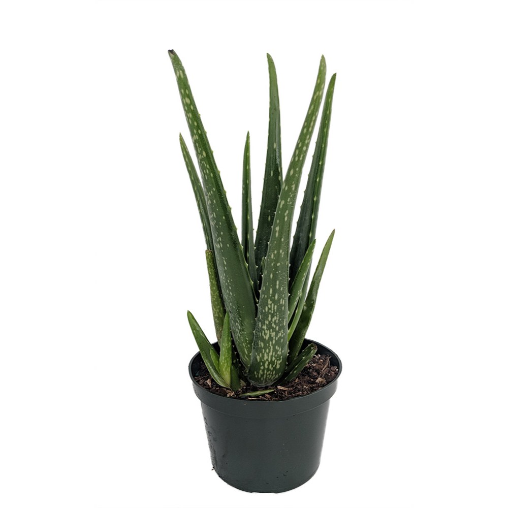 Aloe Vera  - Medicine Plant - Burn Plant - Miracle Plant - Natural Healer-6" Pot