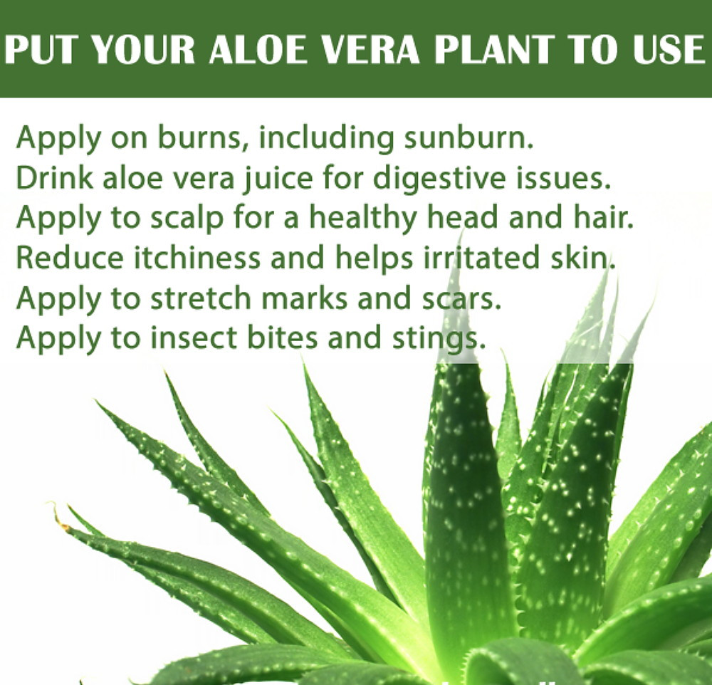 Aloe Vera  - Medicine Plant - Burn Plant - Miracle Plant - Natural Healer-6" Pot