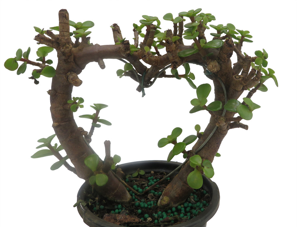 Jade Heart Plant- 4" Pot - Portulacaria afra