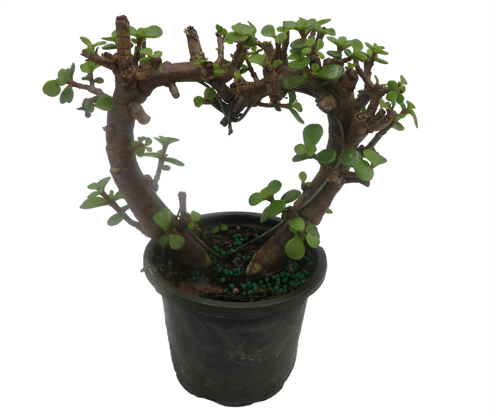 Jade Heart Plant- 4" Pot - Portulacaria afra