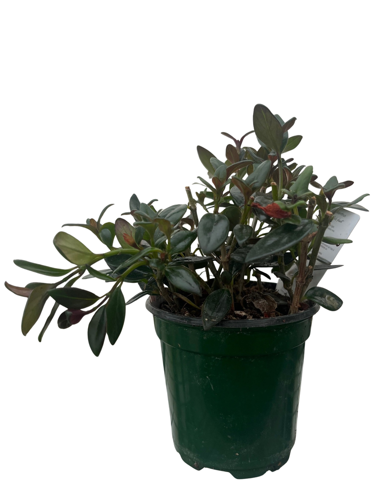 Tropicana Goldfish Plant -  4" Pot - Nematanthus - Blooms Frequently