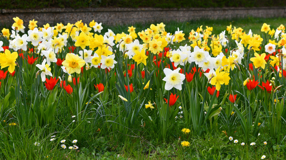 The Chaos Gardening Mix - Tulip and Daffodil Bulb Mix- 12+/cm Bulbs - 50 Bulbs