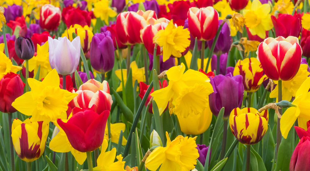 The Chaos Gardening Mix - Tulip and Daffodil Bulb Mix- 12+/cm Bulbs - 50 Bulbs