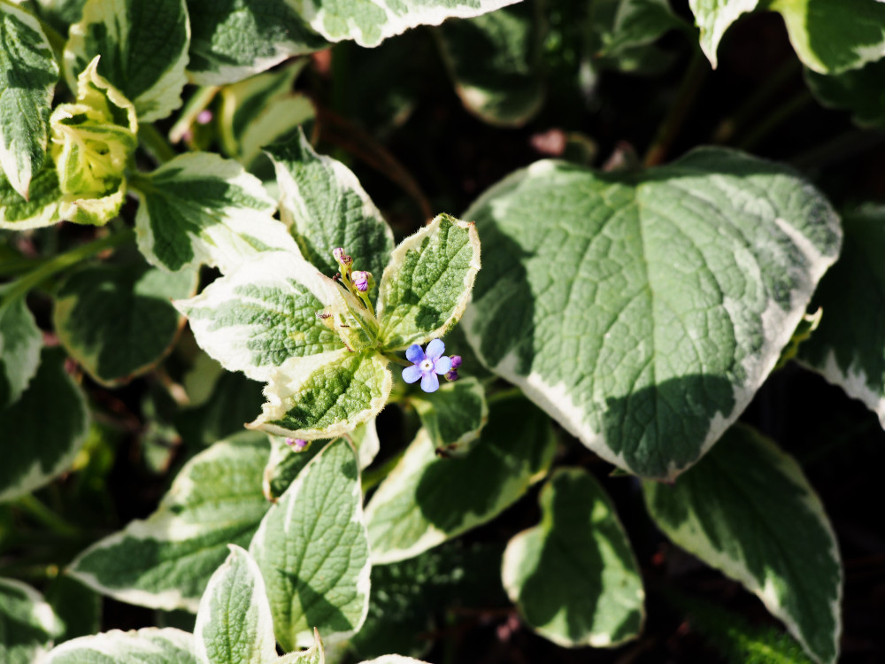 Brunnera macrophylla Variegata - Great in the Shade - Blue Flowers - 3" Pot