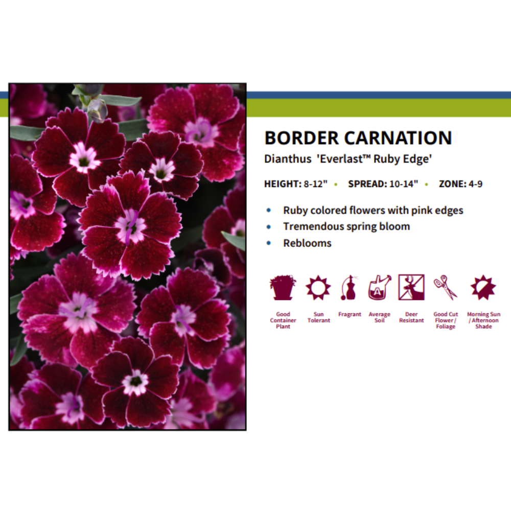 Everlast Ruby Edge Dianthus - Fragrant Perennial - 3" Pot