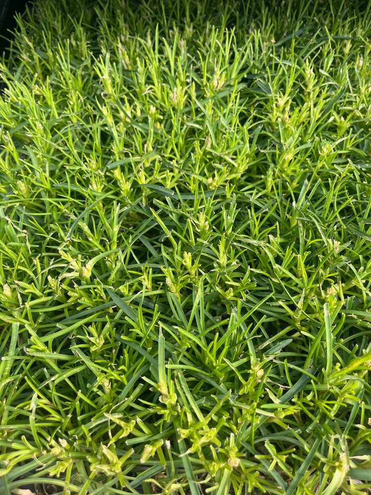 Everlast Ruby Edge Dianthus - Fragrant Perennial - 3" Pot