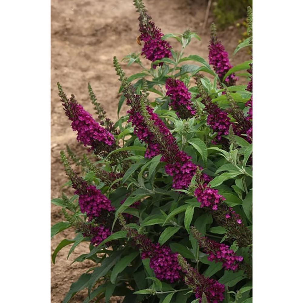 Buddleia Chrysalis Cranberry - Butterfly Bush - Compact - 3" pot