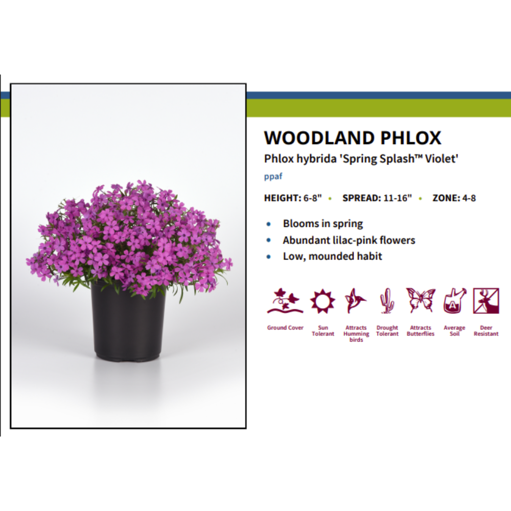 Spring Splash Phlox Hybrida - Woodland Phlox - Live Plant - 3" Pot
