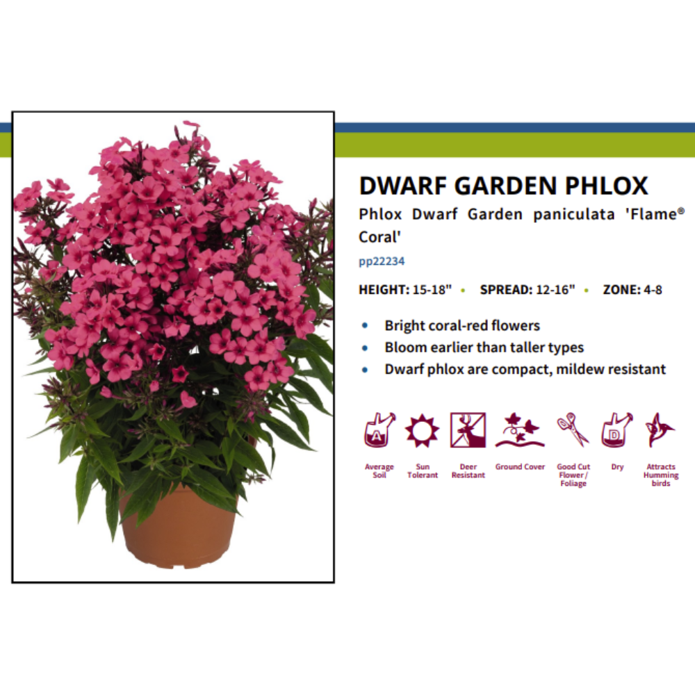 Flame Coral Dwarf Garden Phlox - Phlox paniculata - 3" Pot