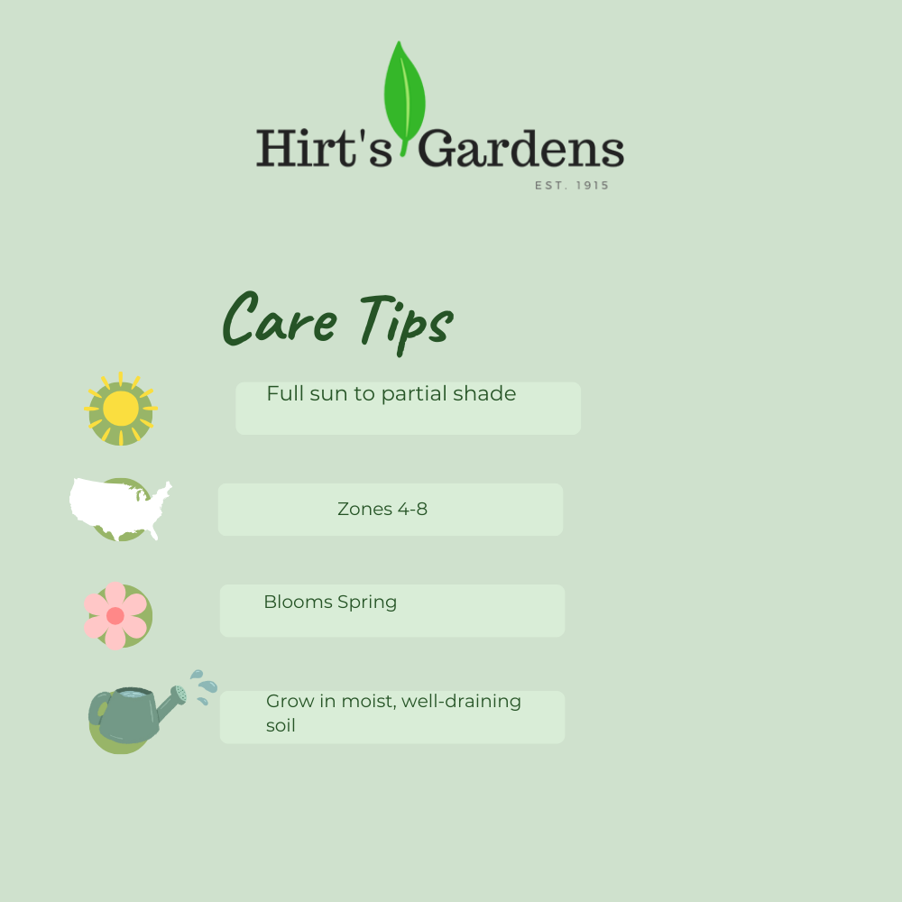 Flame Coral Dwarf Garden Phlox - Phlox paniculata - 3" Pot