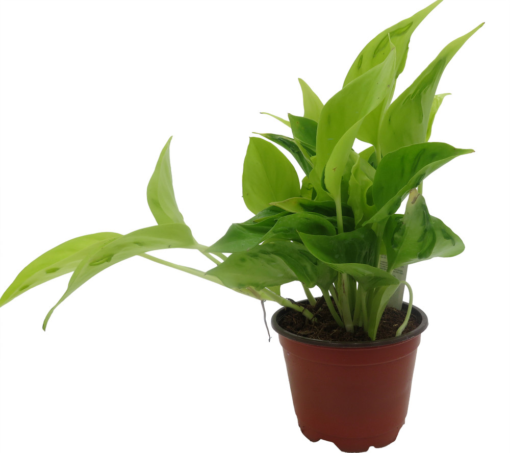 Sao Paulo Devil's Ivy - Pothos - 4" pot - Epipremnum