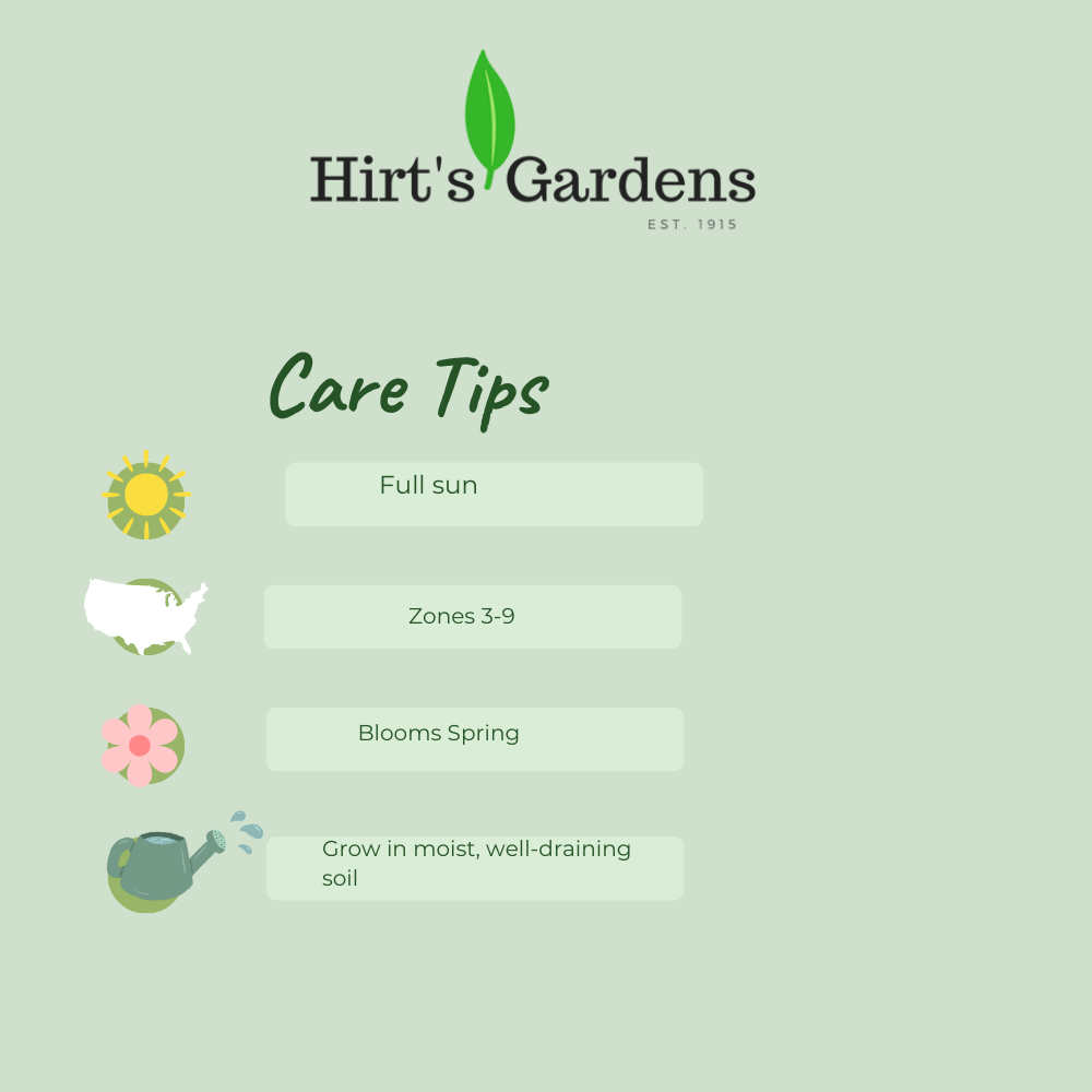 Spotlight Purple Rain Hollyhock - Perennial - Alcea Rosea - 3" Pot