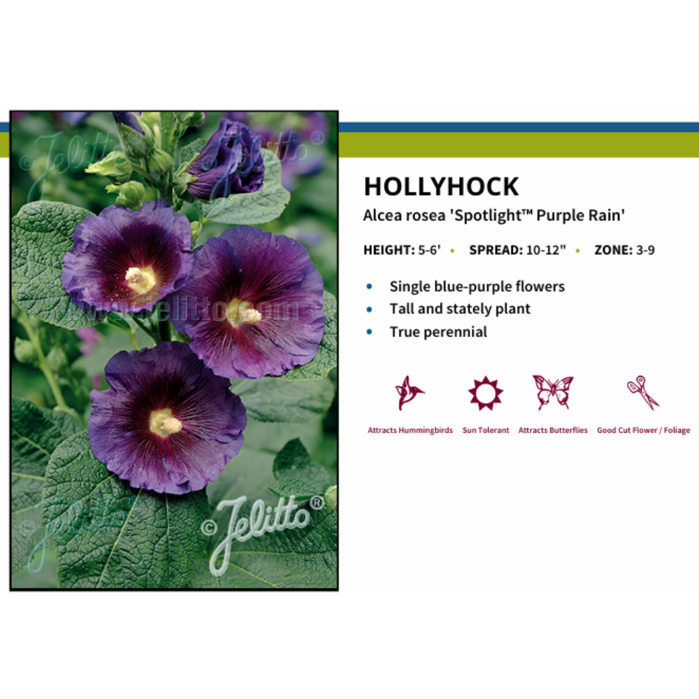 Spotlight Purple Rain Hollyhock - Perennial - Alcea Rosea - 3" Pot