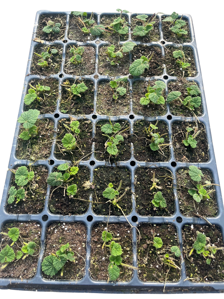 Spotlight Purple Rain Hollyhock - Perennial - Alcea Rosea - 3" Pot