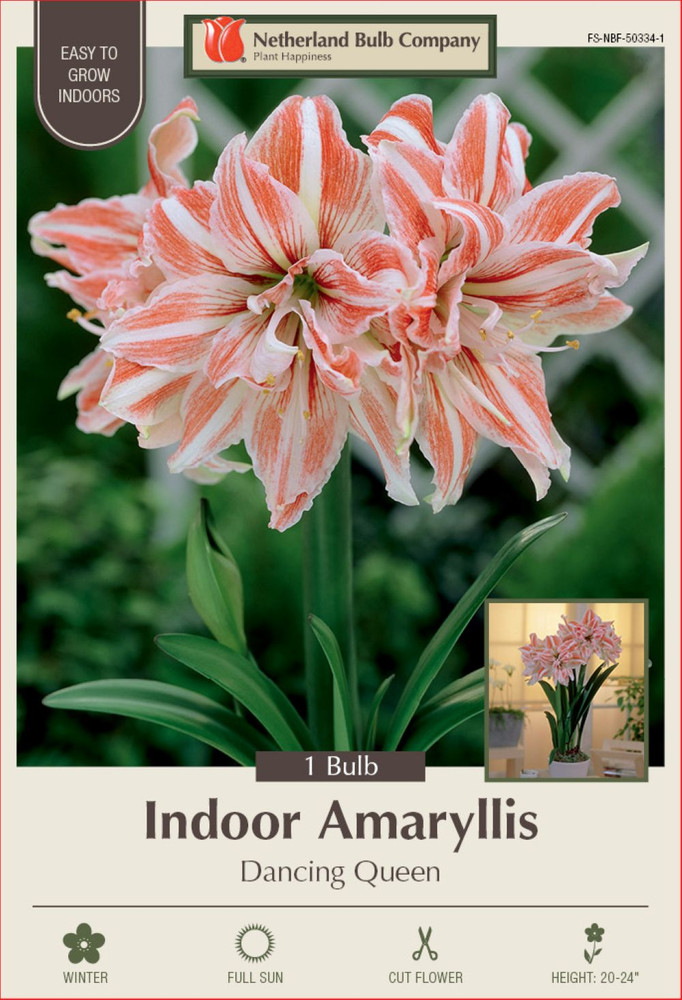 Dancing Queen Double Amaryllis Bulb - Double Flower! 32/34cm Bulb