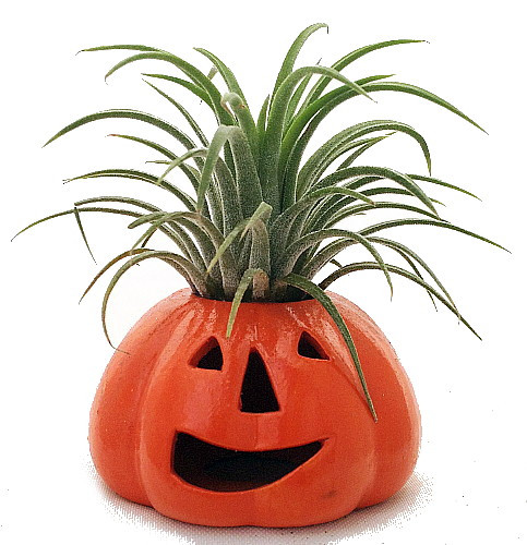 Ceramic Pumpkin Planter plus Live Air Plant - Tillandsia