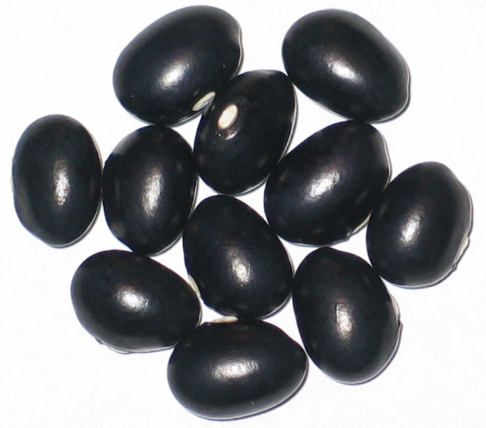 Coco Black Bush Bean - 50 Seeds