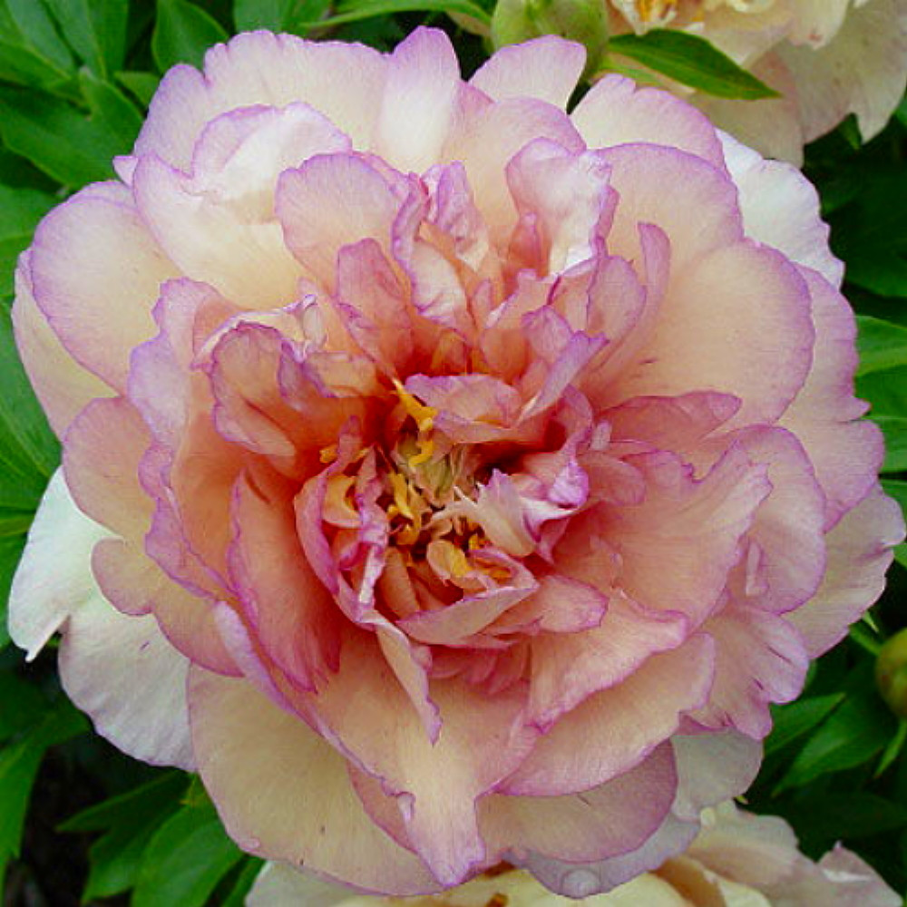 Scrumdidlyumptious Intersectional ITOH Tree Peony - Apricot Blooms -2/3 Eye Bareroot