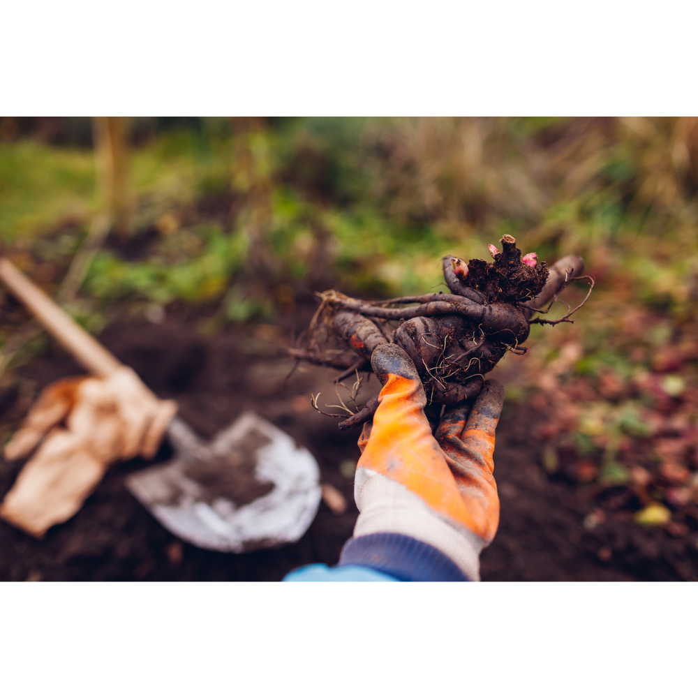 Scrumdidlyumptious Intersectional ITOH Tree Peony - Apricot Blooms -2/3 Eye Bareroot