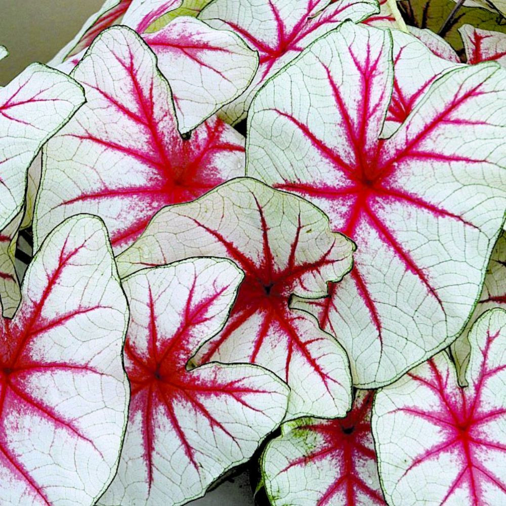 Fiesta Caladium 3 Bulbs - Red and White to Pale Green