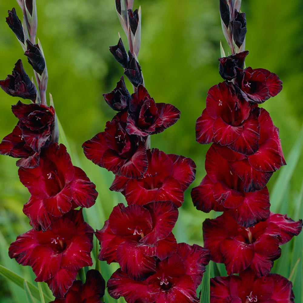 Black Jack Gladiolus - 8 Bulbs - 14/+ cm -Crimson-Red Blooms