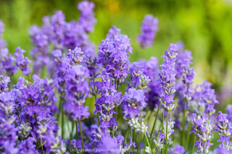 Blue Cushion French Lavender - Very Fragrant/Compact - Quart Pot - Indoors/Out