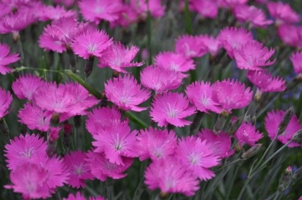 Fire Witch Dianthus Perennial - Spicy Fragrance! - Quart Pot