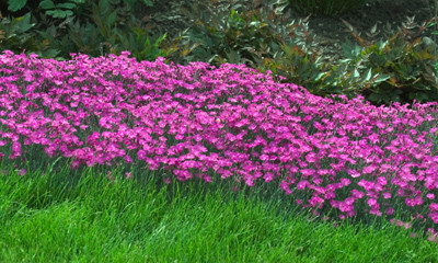 Fire Witch Dianthus Perennial - Spicy Fragrance! - Quart Pot