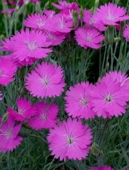 Fire Witch Dianthus Perennial - Spicy Fragrance! - Quart Pot