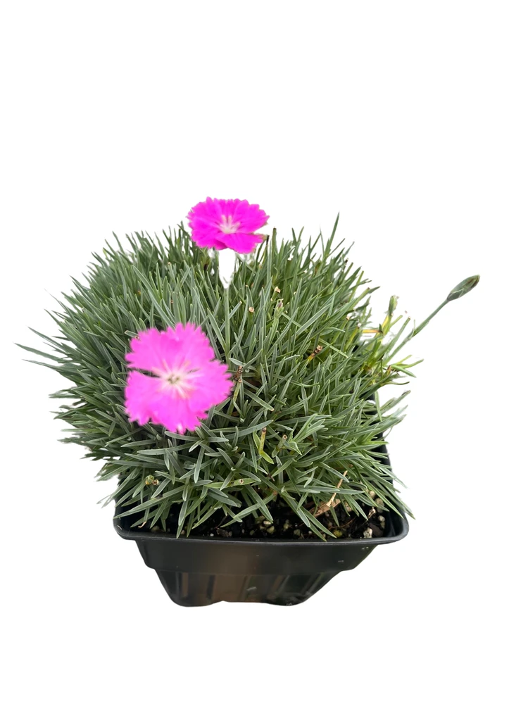 Fire Witch Dianthus Perennial - Spicy Fragrance! - Quart Pot