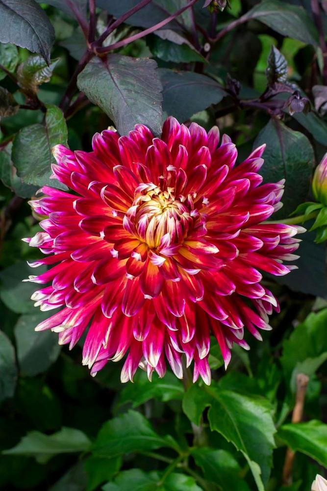 Akita Dahlia - #1 Size Root Clump - Burnt Red with White Tips