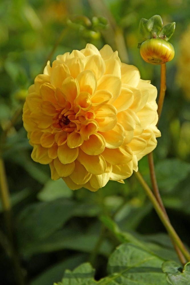 Golden Sceptre Pompon Dahlia - #1 Size Root Clump - Golden-Yellow Blooms
