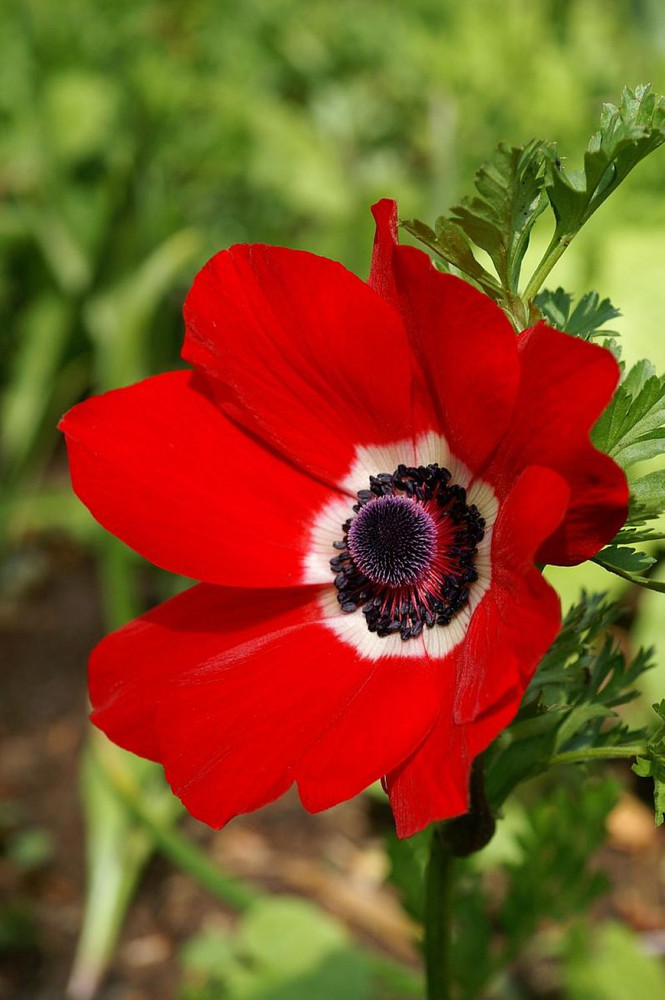 Hollandia Poppy Anemone - 15 Bulbs - 8/+ cm - Windflowers