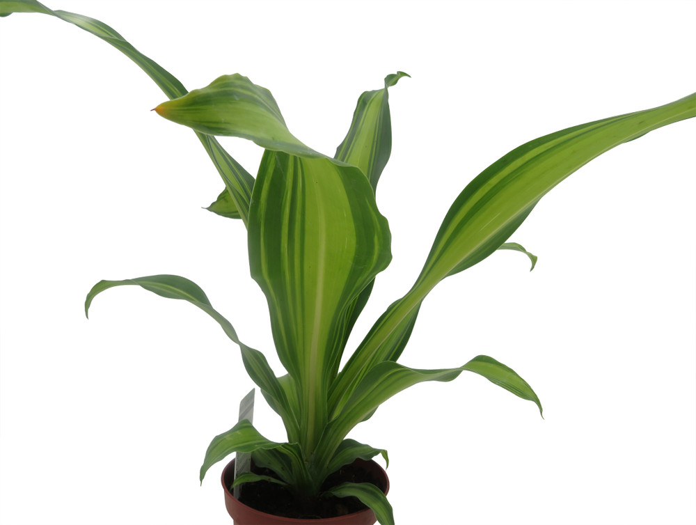 Marley Dragon Tree - Dracaena - Houseplant - 4" Pot