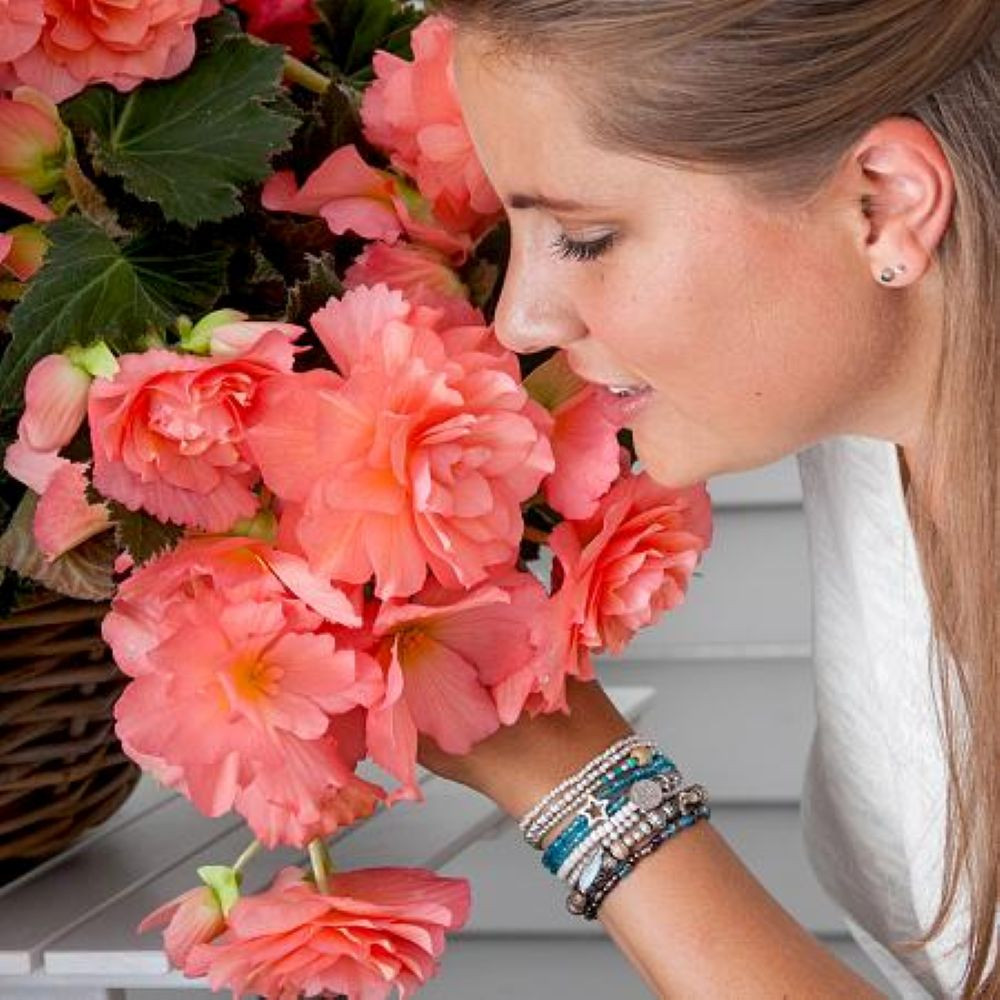 Fragrant Pink/Apricot Begonia Odorosa  - 5/6 cm Bulbs - 2 Bulbs - First Truly Fragrant Begonia