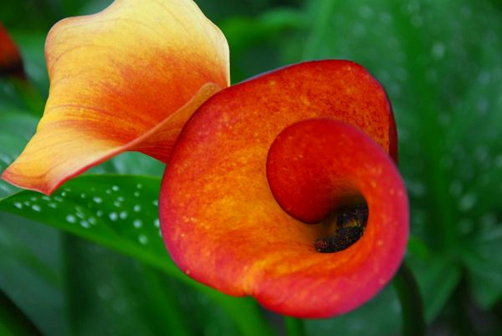Flame Calla Lily Bulb - One Bulb - 14/16cm Bulb - Yellow-Red to Red-Orange Blooms